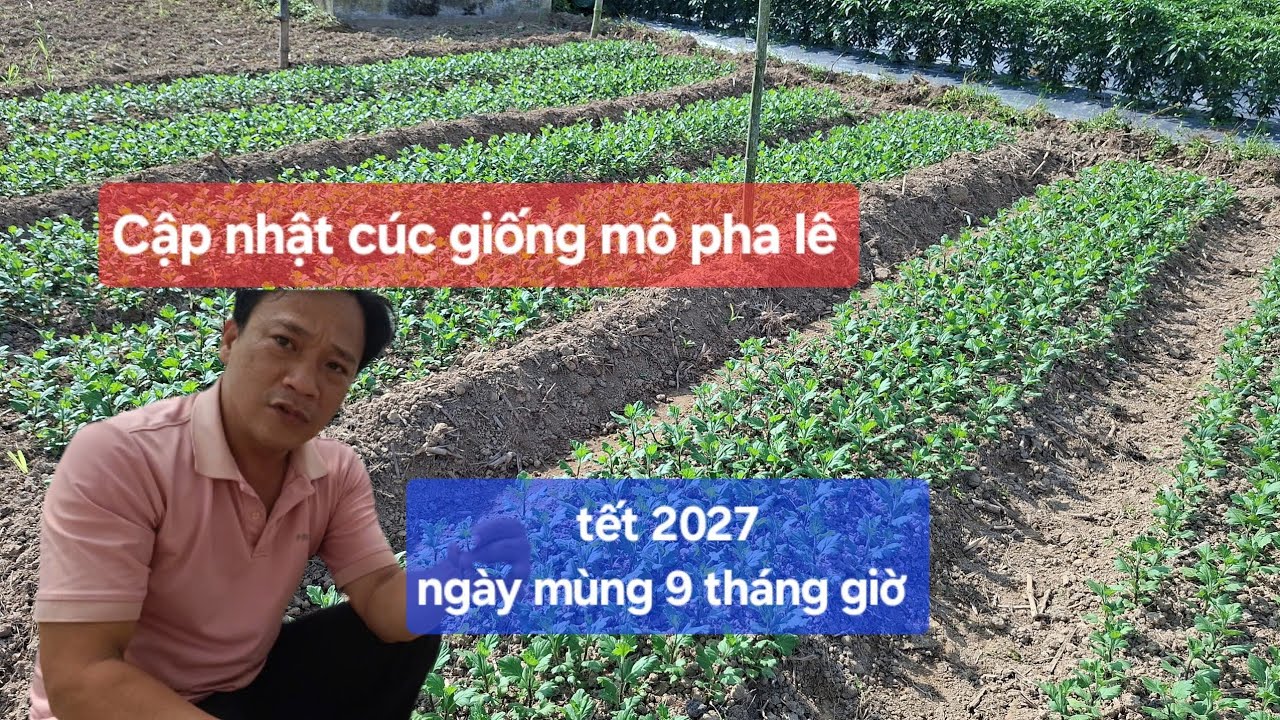 Cập nhật tình hình giống mô cúc pha lê tết 2027 ngày mùng 9 tháng giêng Mùa vụ mới đã bắt đầu