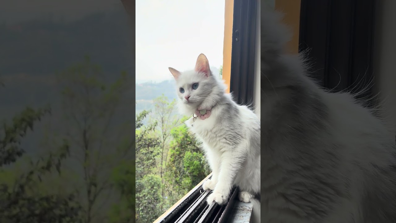 #cat #pawsn #cuteanimal #cute #cutecat #viral #kitten #catimama #cutepet #butifyoucloseyoureyes