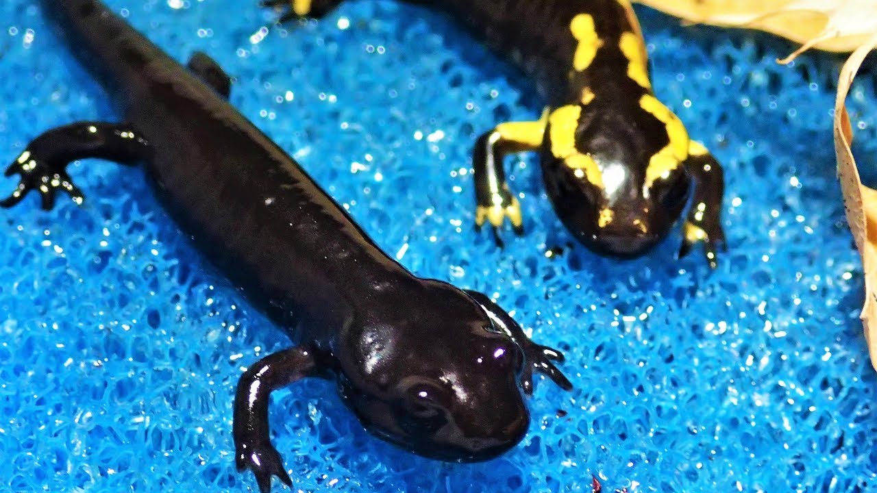 Rare Black Fire Salamander - Salamandra s. terrestris || Schwarzer Feuersalamander