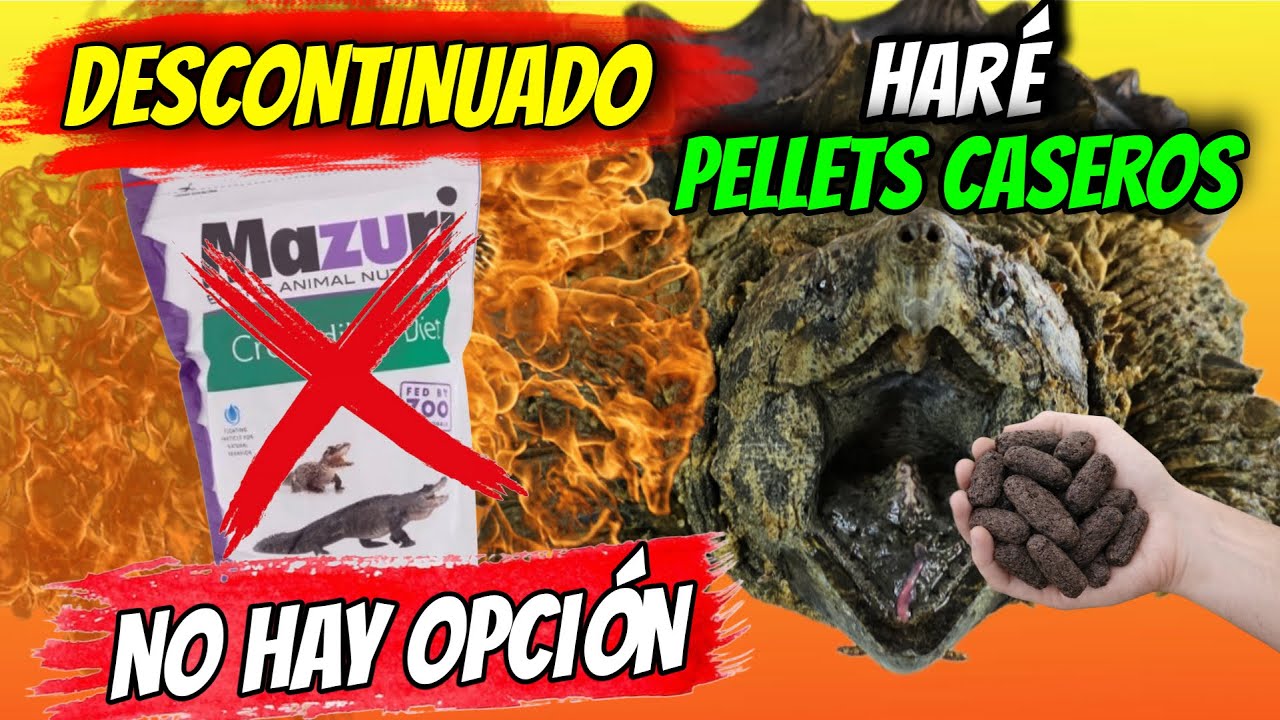 El MAZURI DE COCODRILO DESAPARECE - Este es el verdadero PROBLEMA