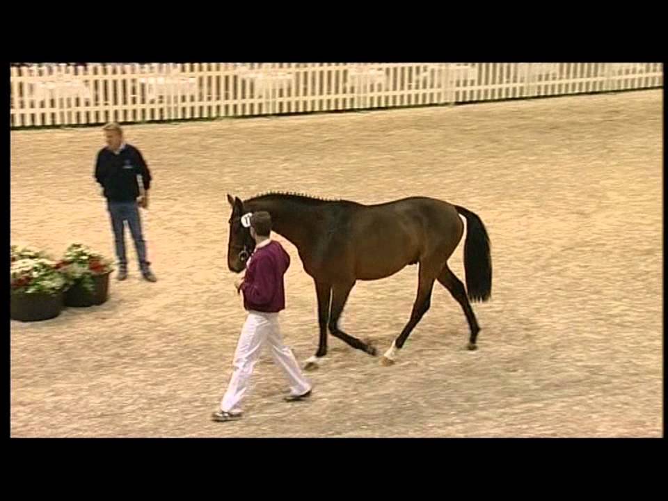 Siegerhengst Quvee Prestige Video K&ouml;rung 2012 Holstein
