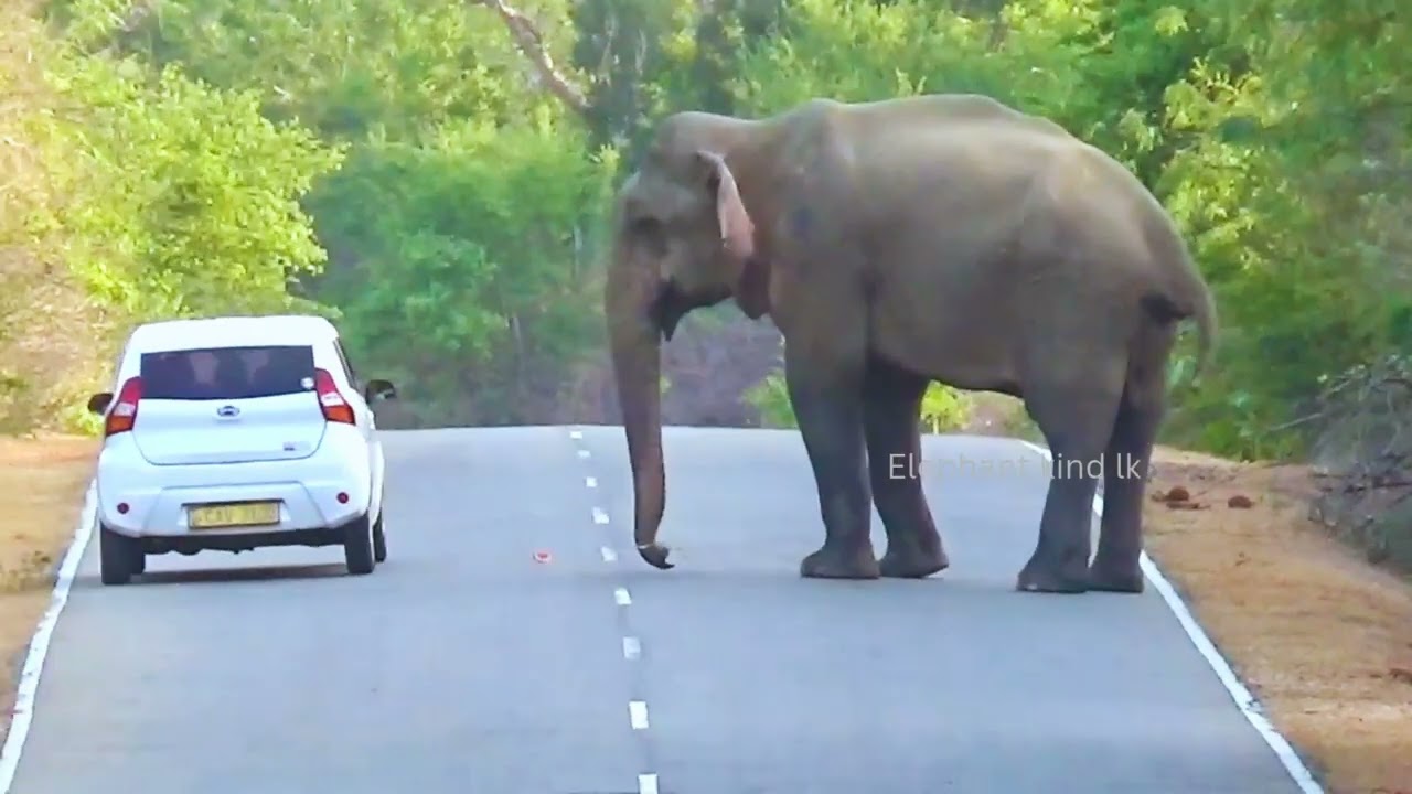 🐘 Elephant Crossing the Road | Wild Elephants in Sri Lanka