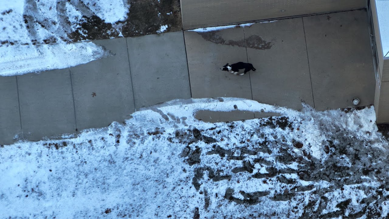 The recovery of Oreo, the dog, assisted by SmithicAir - Full length video