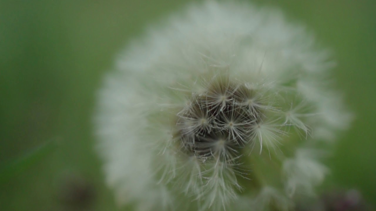 Macro Test Footage