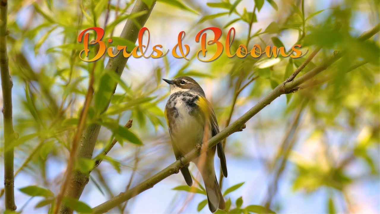 BIRDS AND BLOOMS 4K - Relax-TV