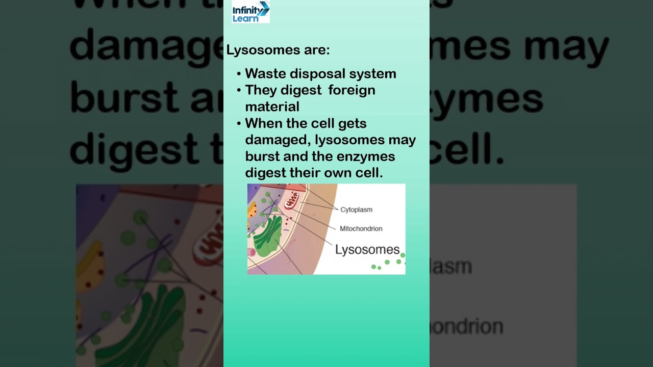 Lysosomes #biology #sciencefacts #cbsescience #shorts