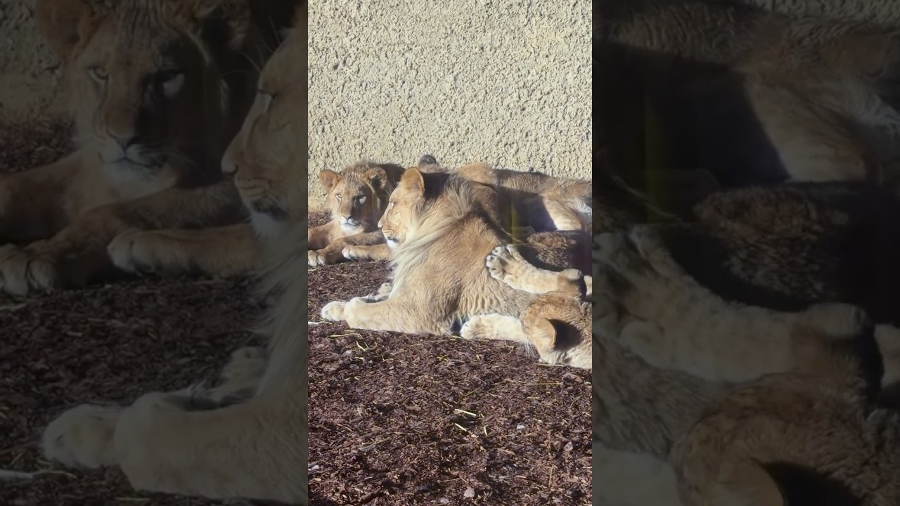 The Sleepiest Lion Cub Pile 
