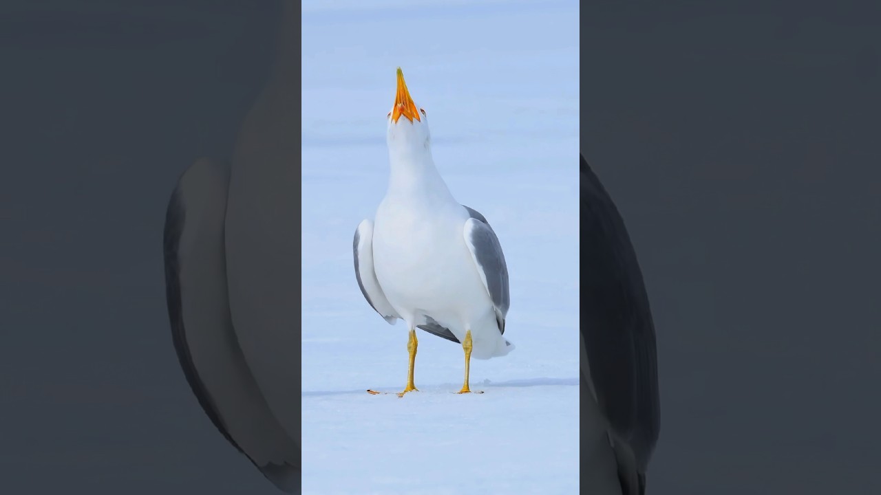 Just in case you haven't heard the laughter of seagulls. 