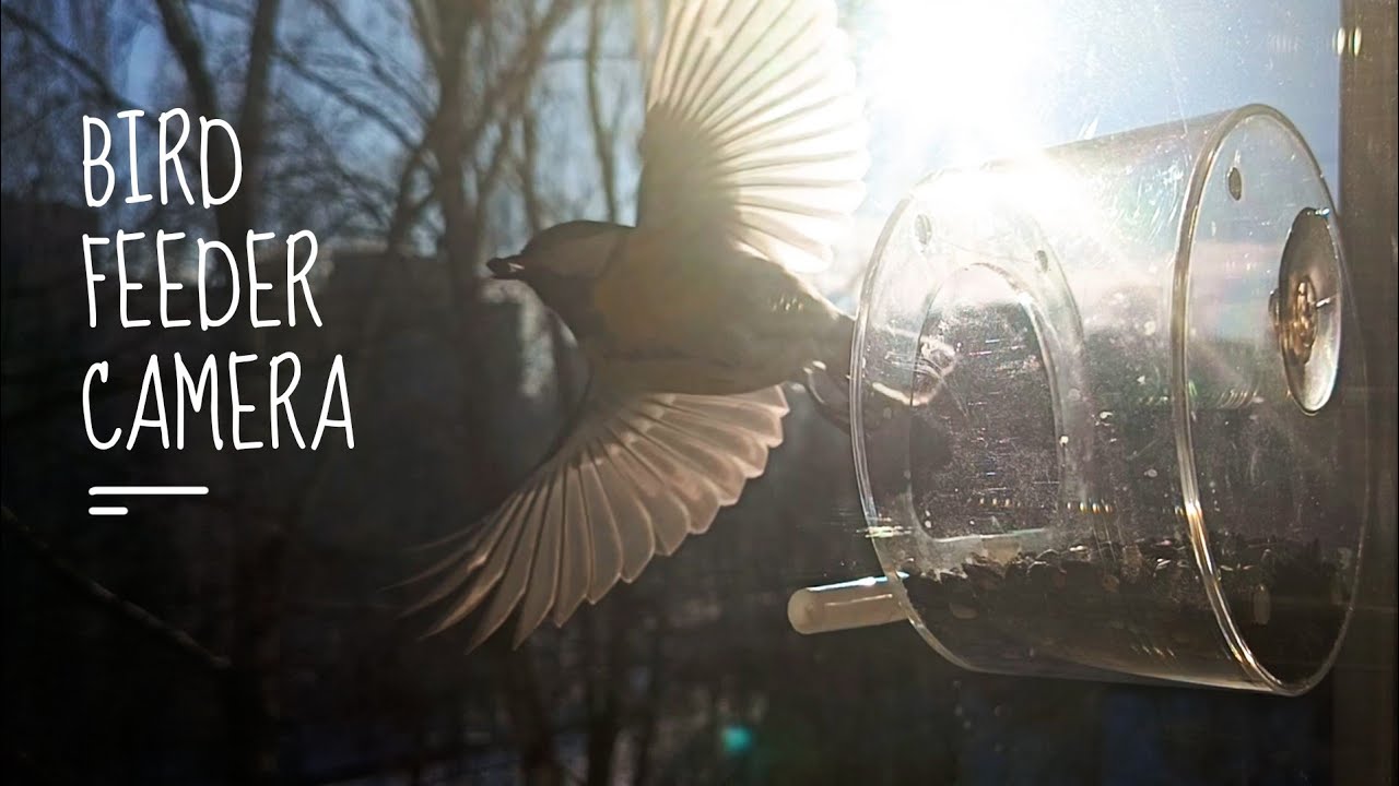 Sunlit birds feast on seeds & chirp as the Sun travels across the sky | Window Bird Feeder Camera 