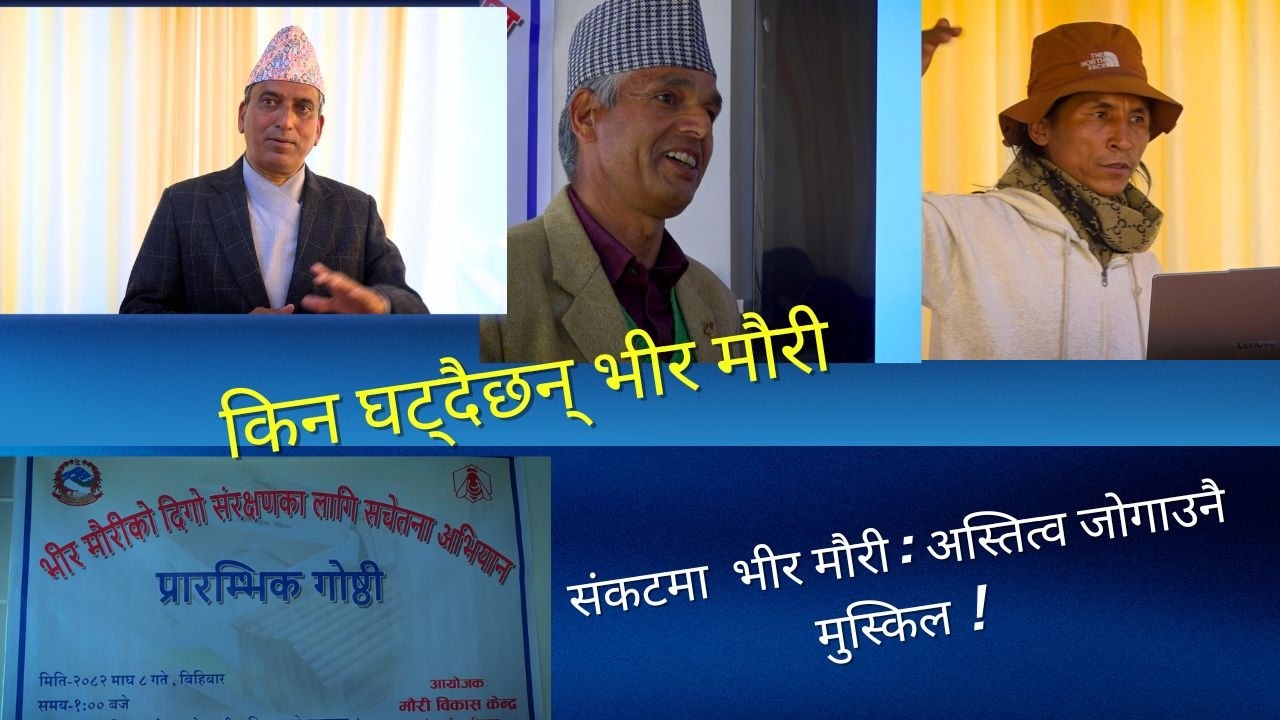 हिमाली क्षेत्रको पहिचान र गौरवका रूपमा रहेको भीर मौरी  सङ्कटमा  // संरक्षण र प्रवर्द्धनमा गहन  छलफल