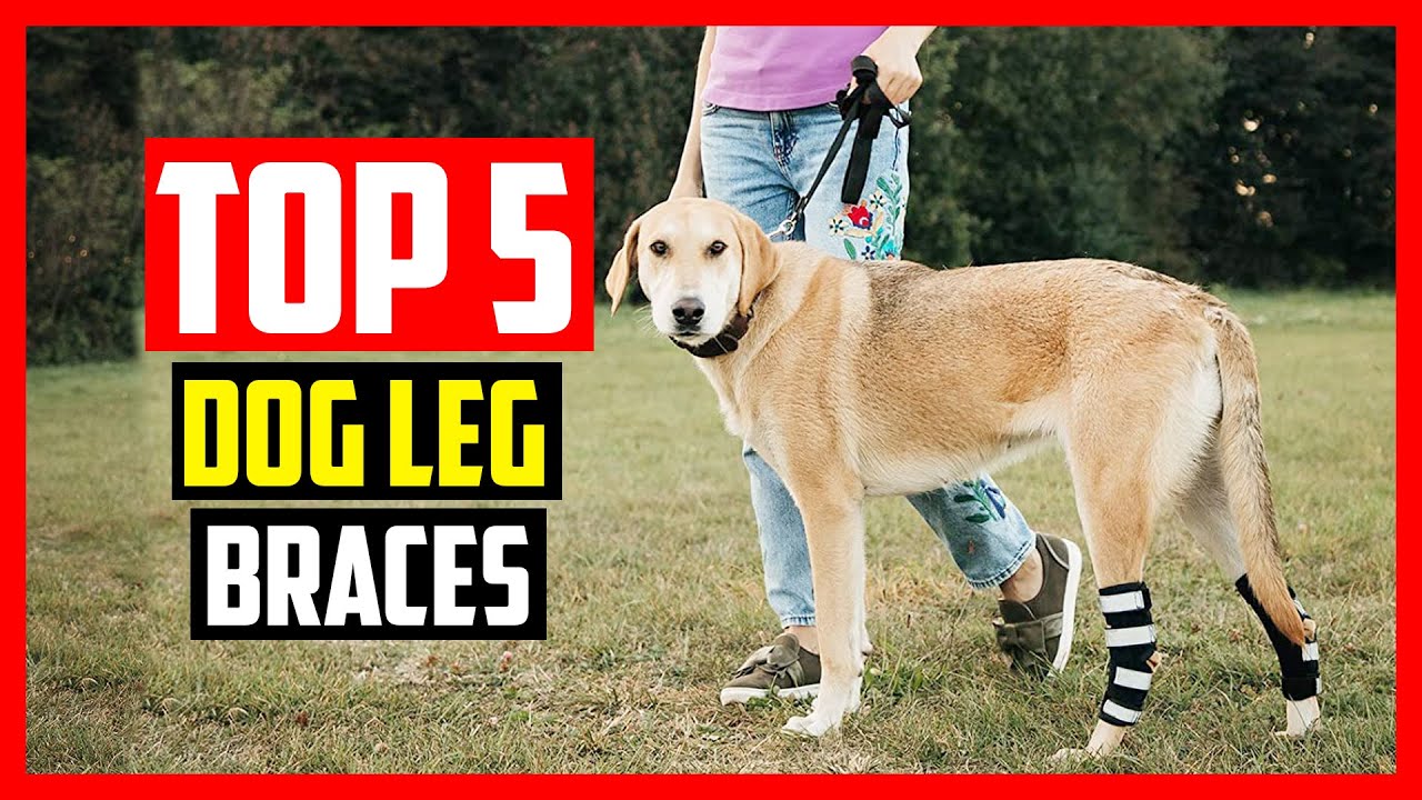 Top 5 Best Dog Leg Braces in 2022