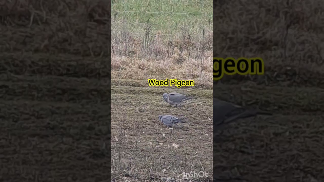 Species No. 51 Stock Dove