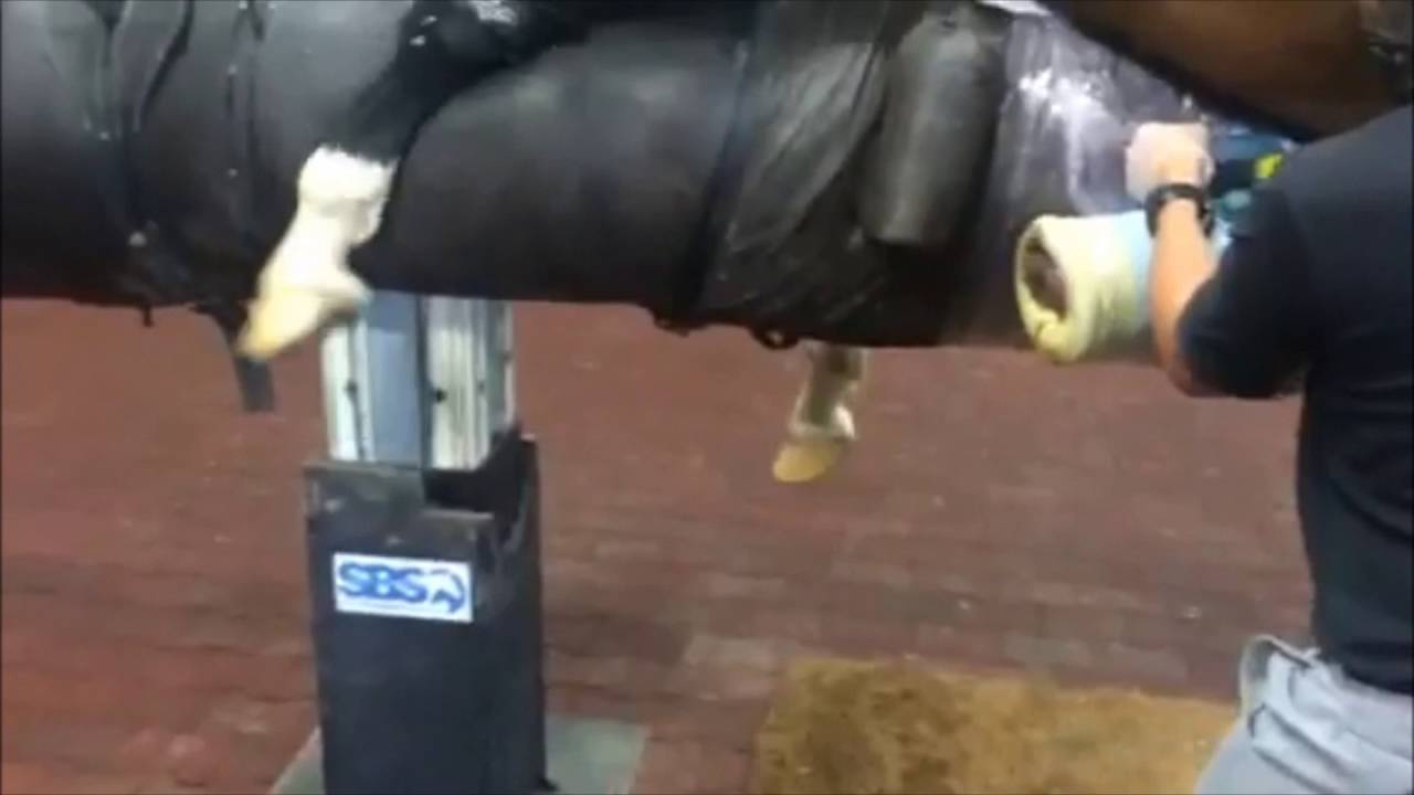 Collecting the sperm-rich fraction of the ejaculate from a stallion