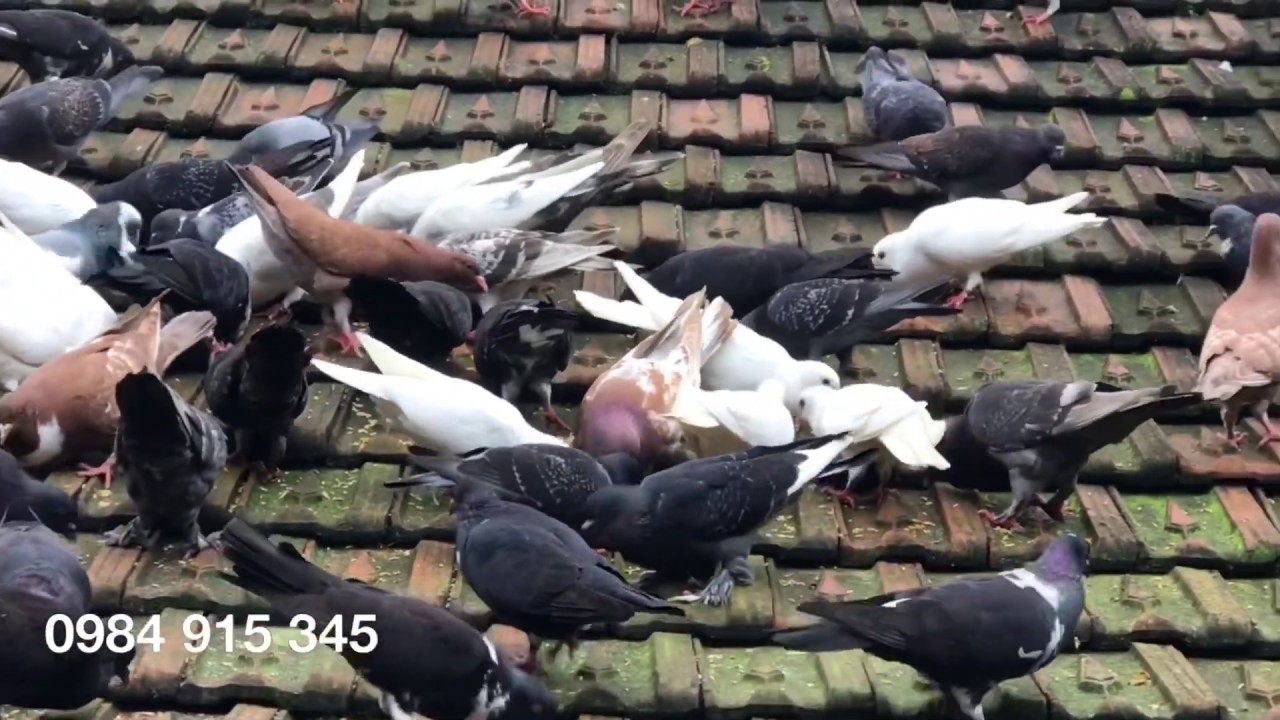 Phát triển mô hình chăn nuôi chim bồ câu thả vườn,dễ áp dụng,hiệu quả kinh tế