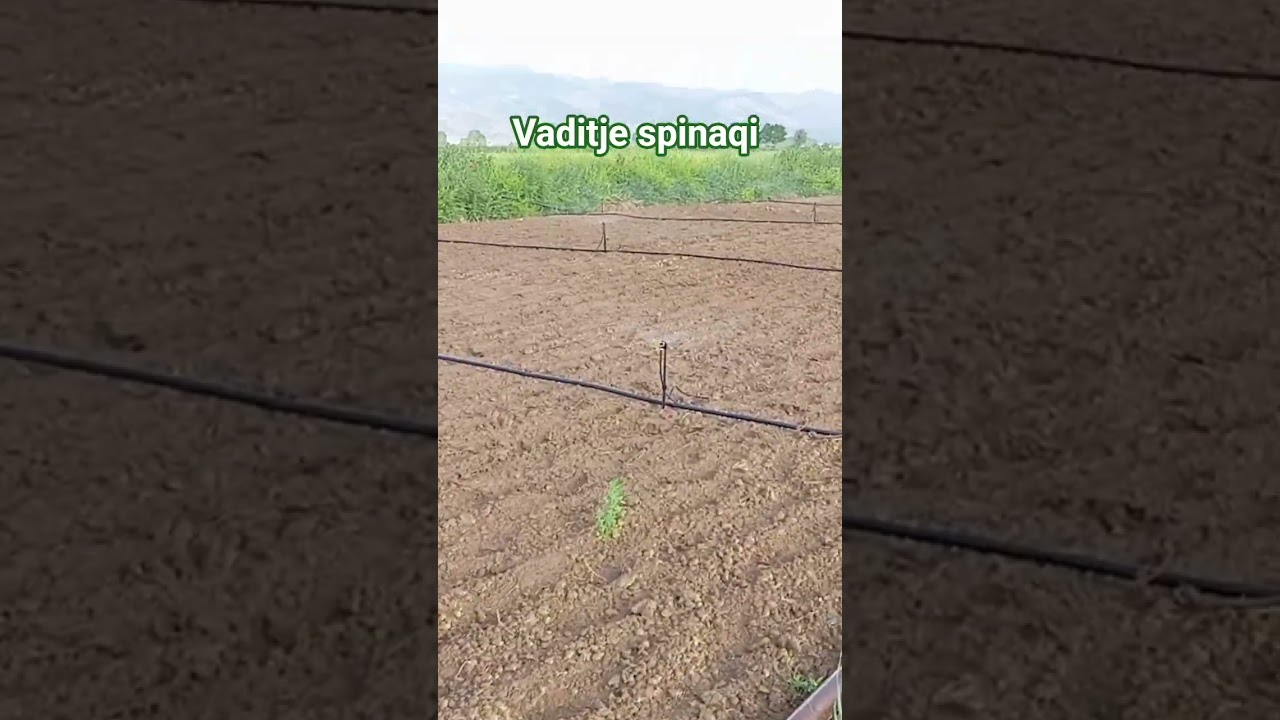 vaditje spinaqi ndryshe#bujqesi #farming #kalvakuntlatarakaramarao #fermeri #maliq