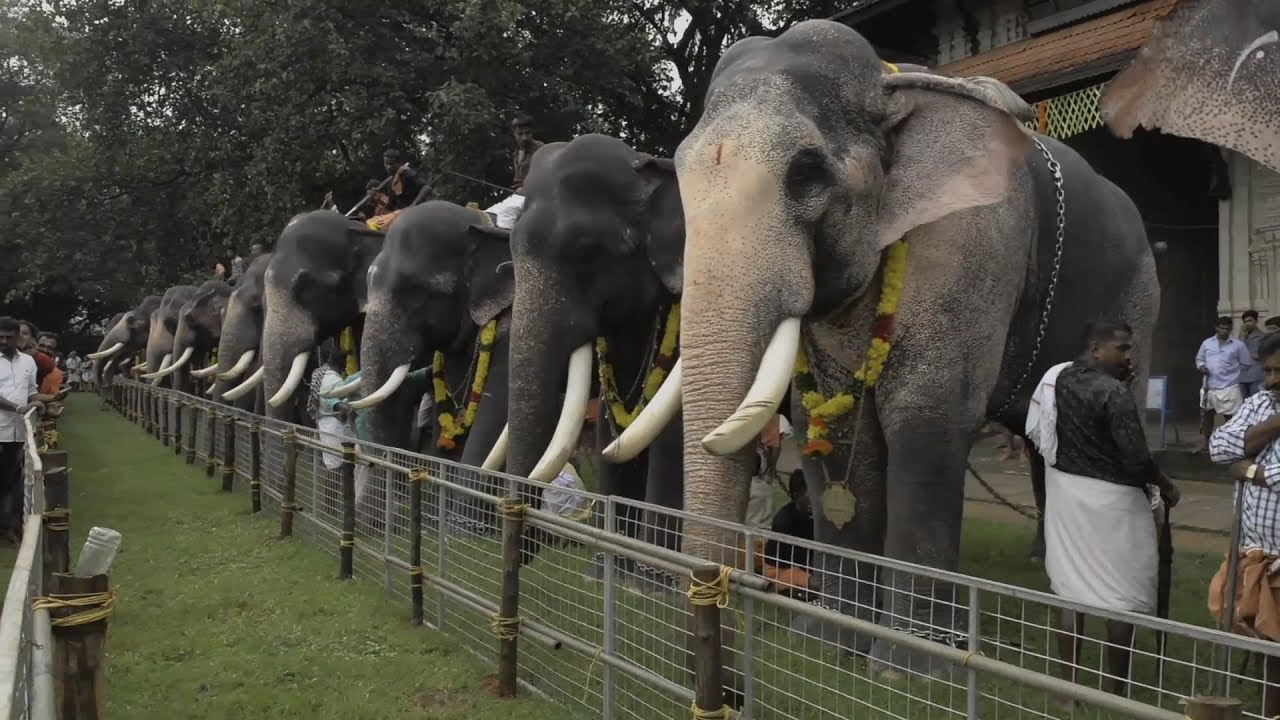 Assignment Asia: Elephants of Kerala