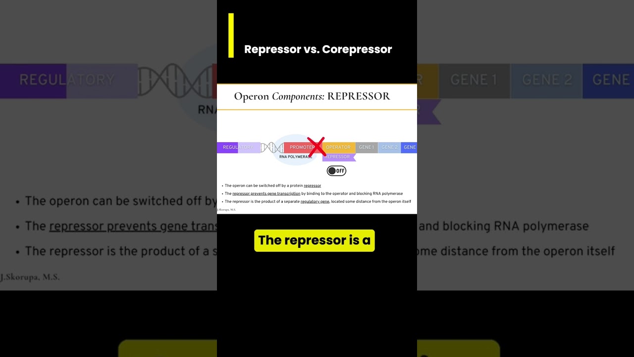 Gene Expression in operons: Repressor vs. Corepressor