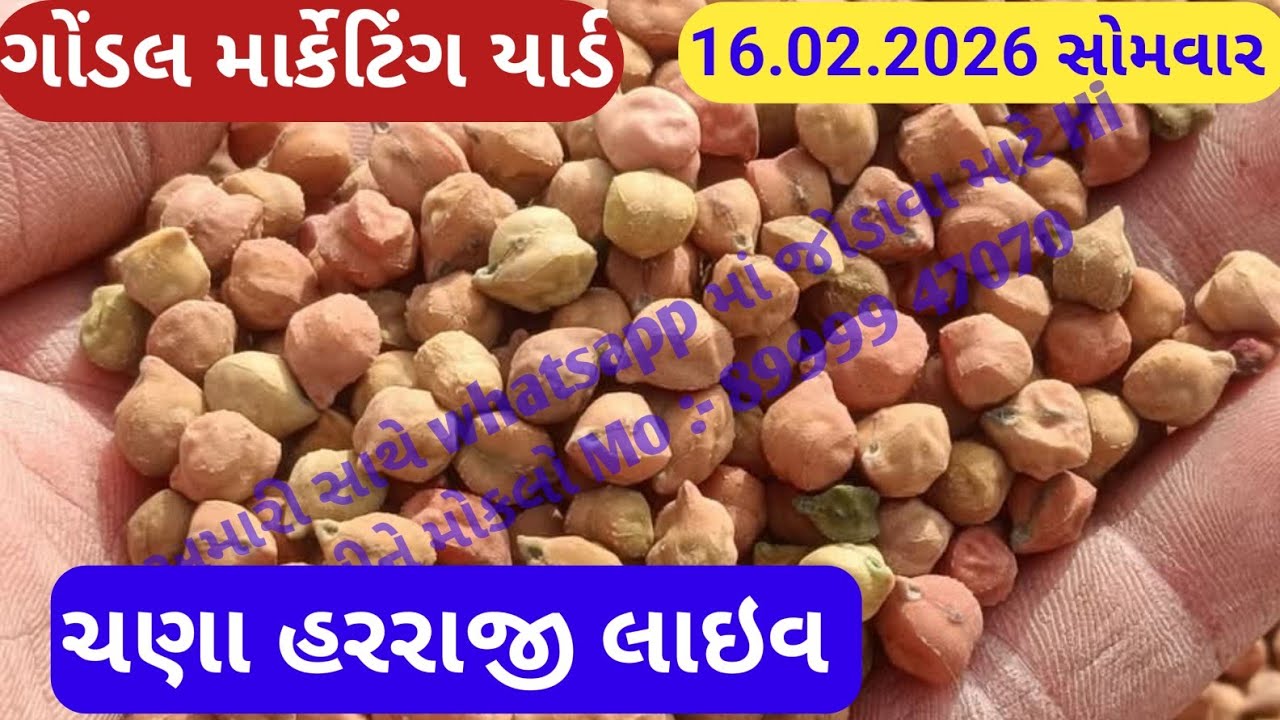 નવા ચણાના બજાર ભાવ ગોંડલ નવા ચણાના ભાવ ગોંડલ આજના ચણાના ભાવ ગોંડલ માર્કેટિંગ યાર્ડ 16.02.2026