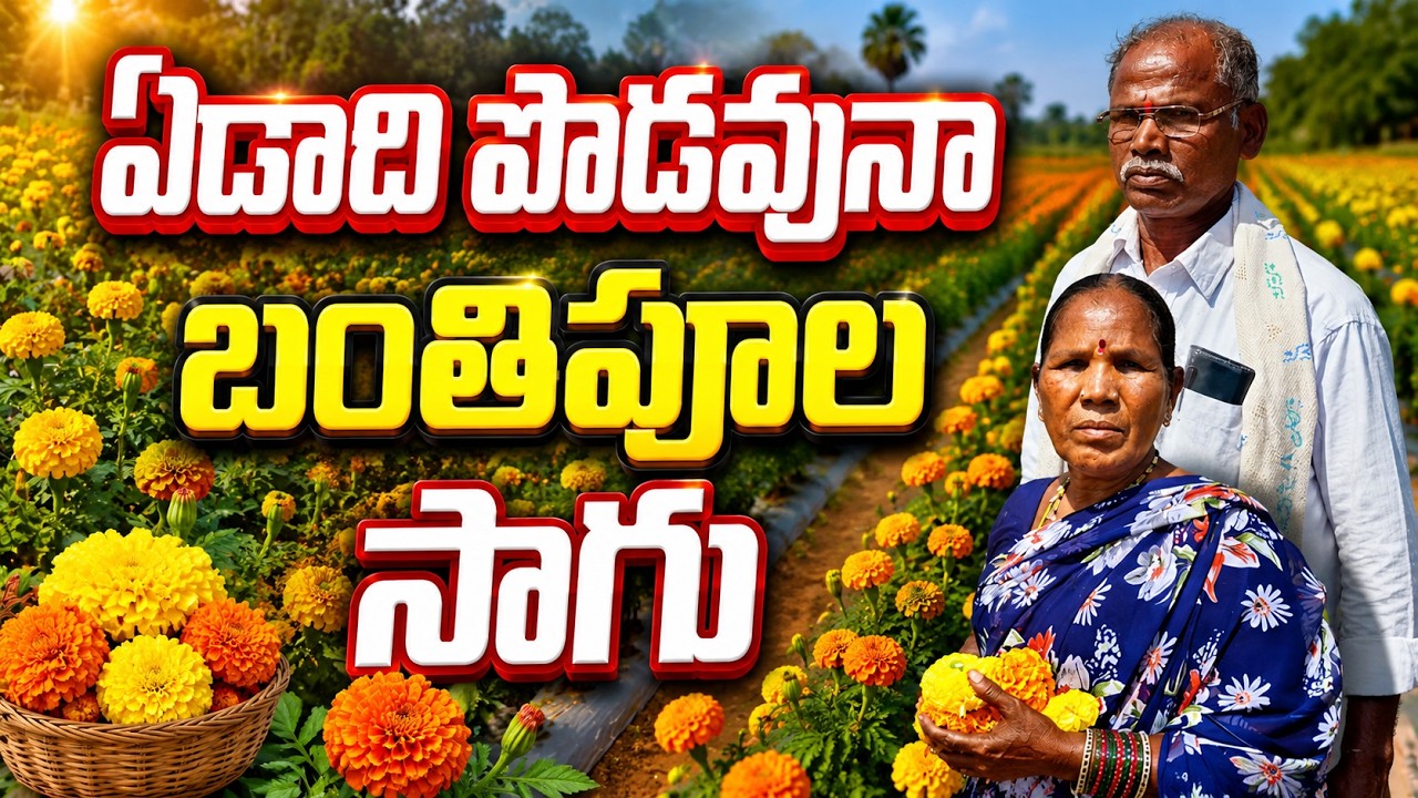 ఏడాది పొడవునా బంతిపూల సాగు | mariygold flower farming | bhumiputhra telugu