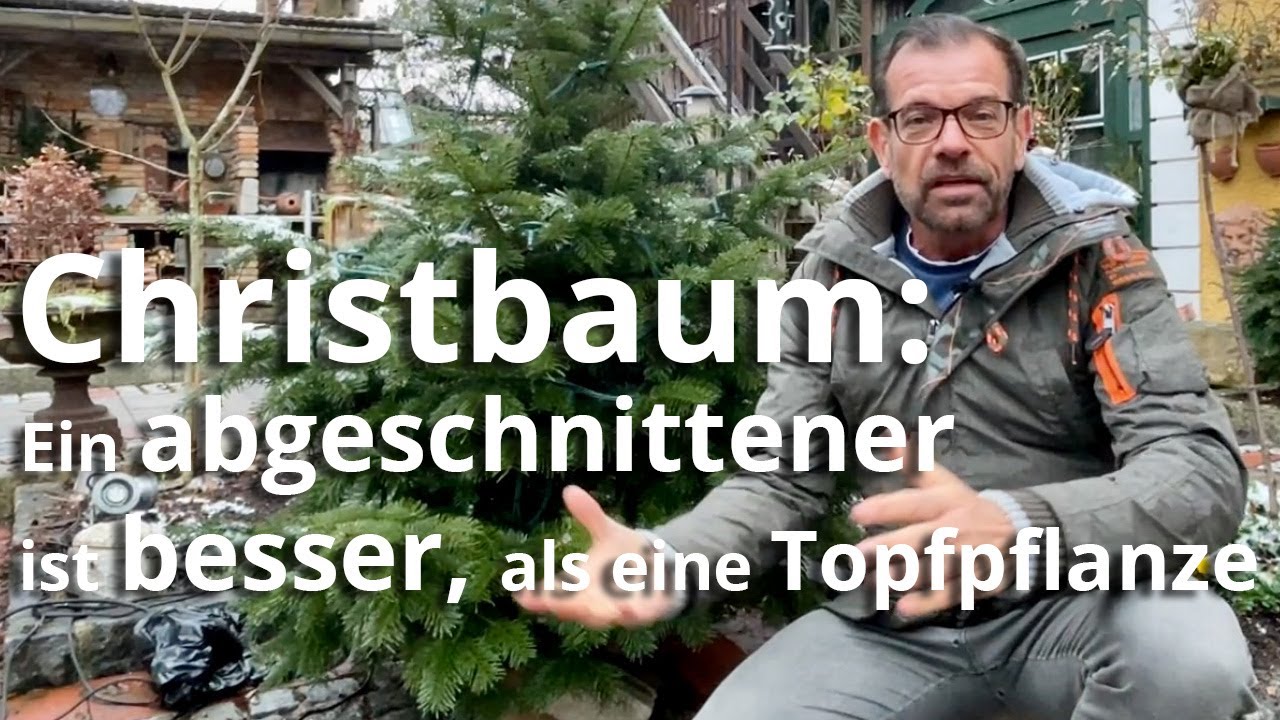 Christbaum: Ein abgeschnittener ist besser, als ein Baum im Topf