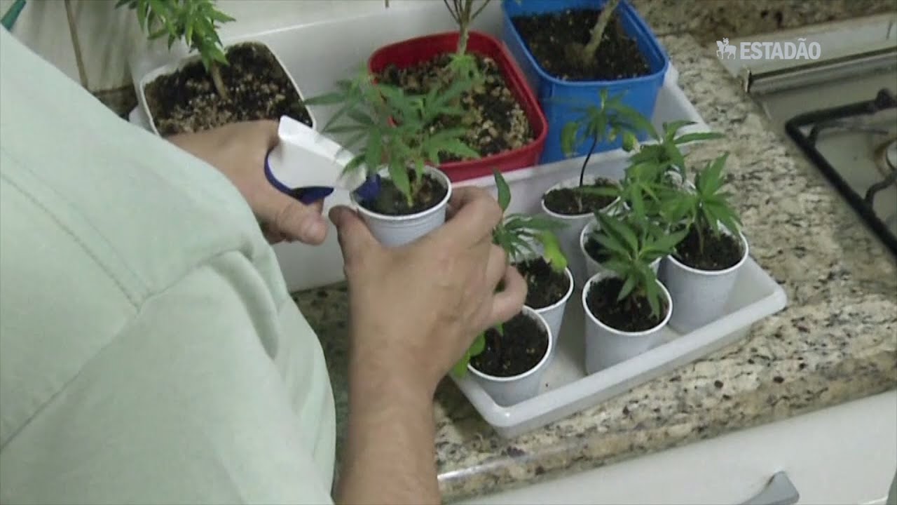 Maconha medicinal: o desafio dos pacientes