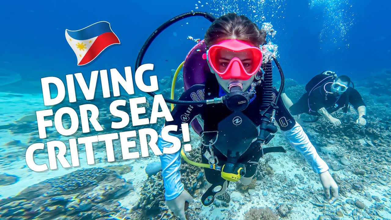 Trading Geckos For Sea Life In The Philippines’ Top Dive Spot