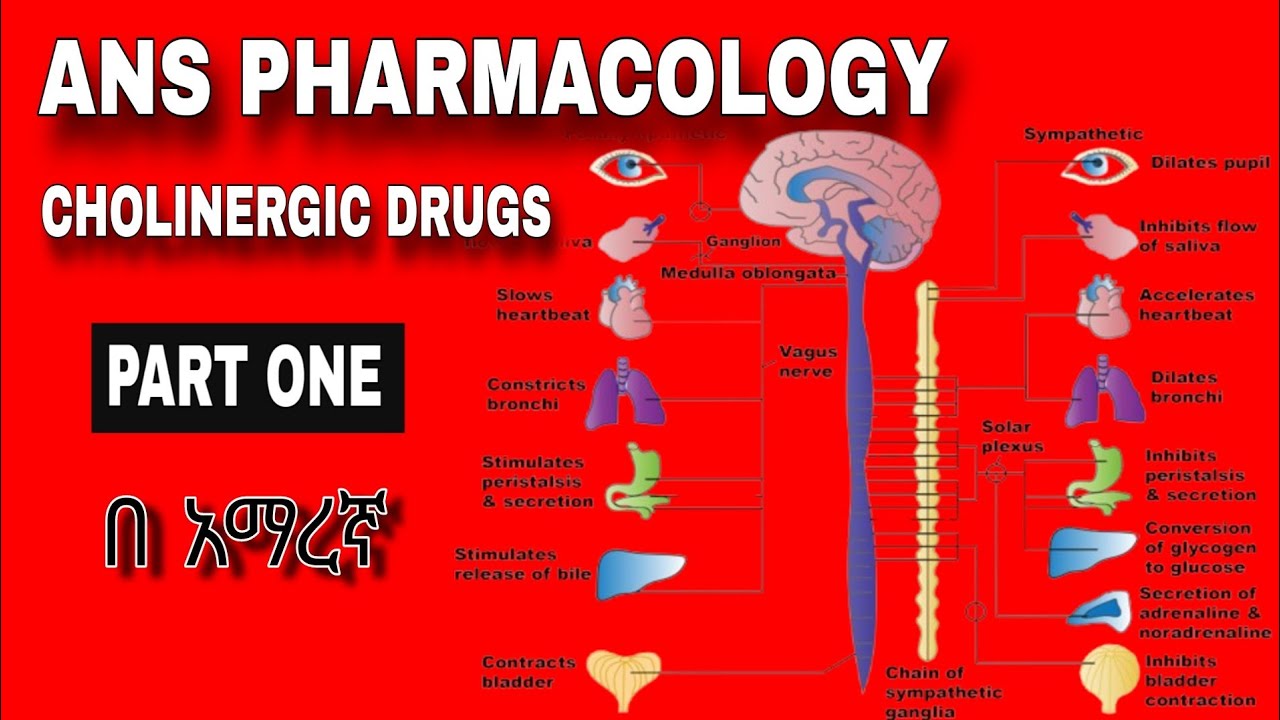 ANS PHARMACOLOGY IN Amharic part 1 | Autonomic Nervous System pharmacology in amharic part 1 |