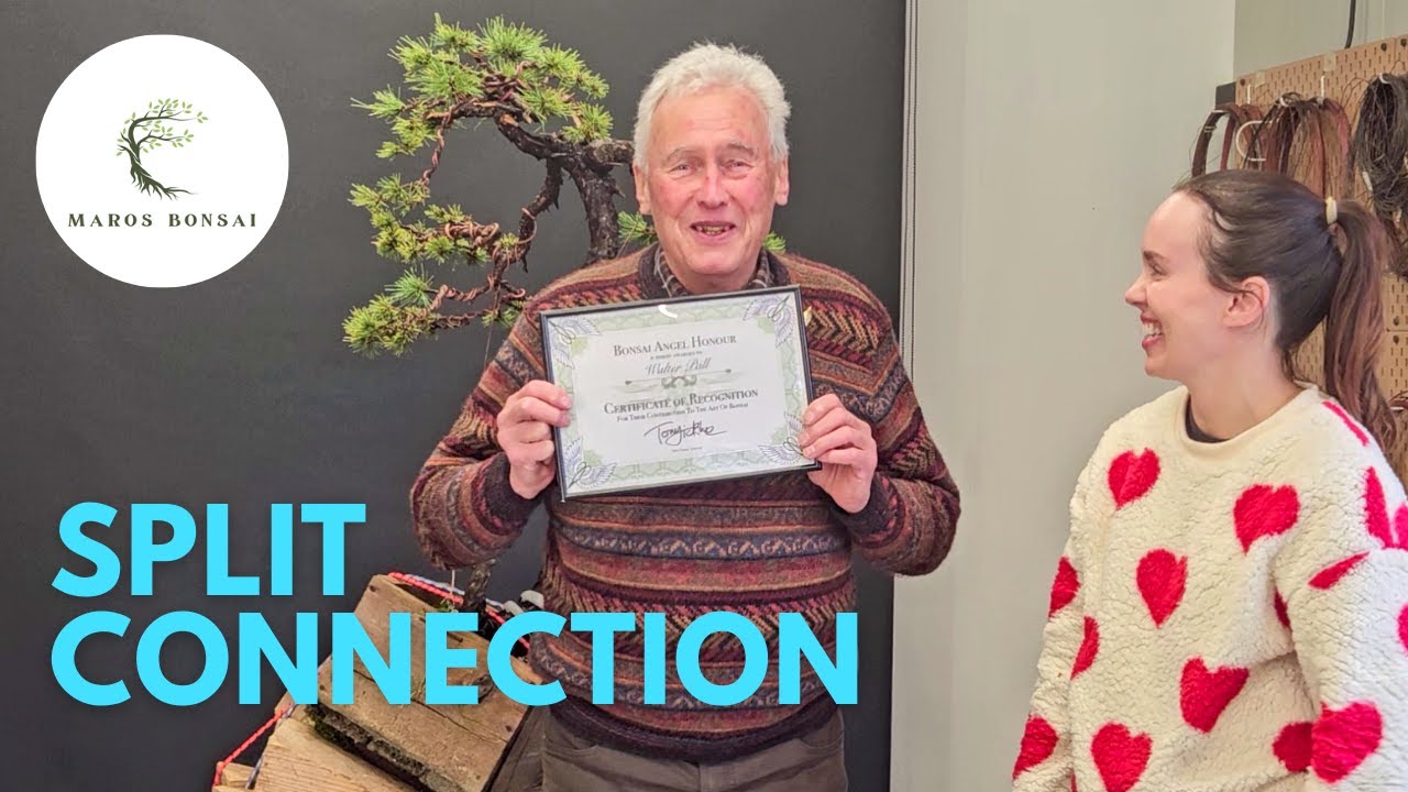 Walter Pall Bonsai Master Class at Andria Zokic studio - Kastela, Croatia