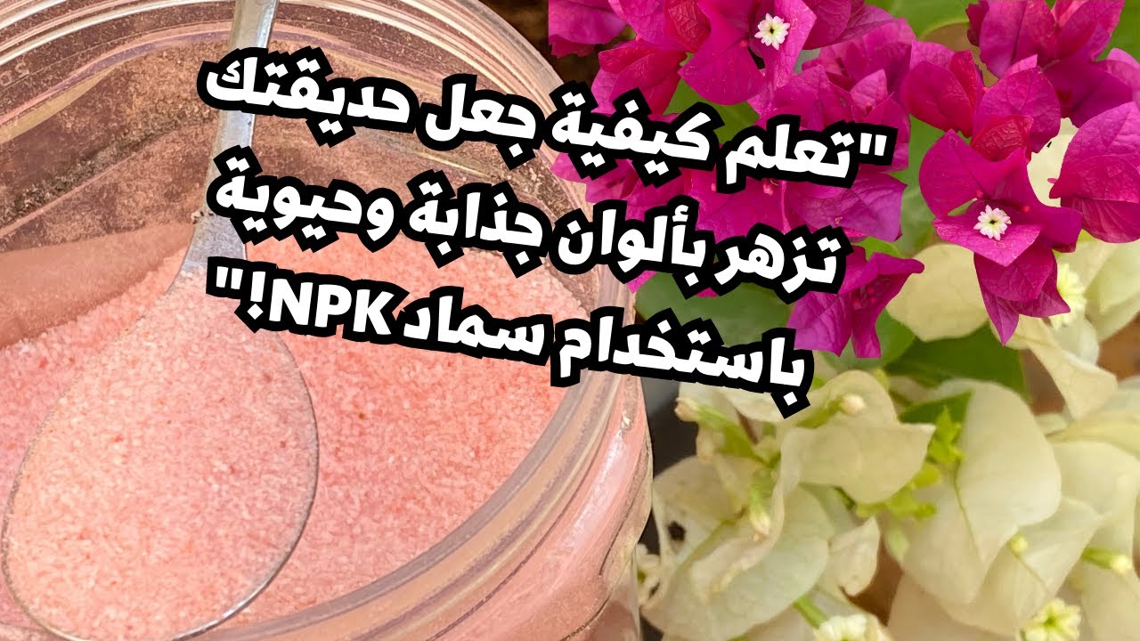 كيفية استخدام سماد npk وزيادة ازهار الجهنمية