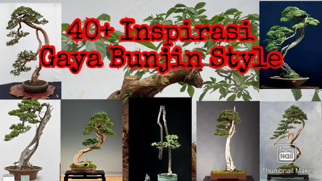 40+ Inspirasi Bonsai Dengan Gaya Bunjin Style
