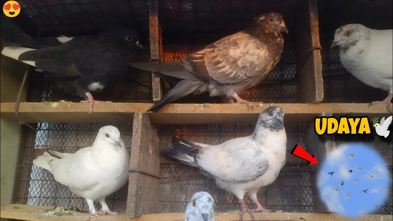 Kabutar Udaya | Pigeon Flying Training 🕊️😍 ll