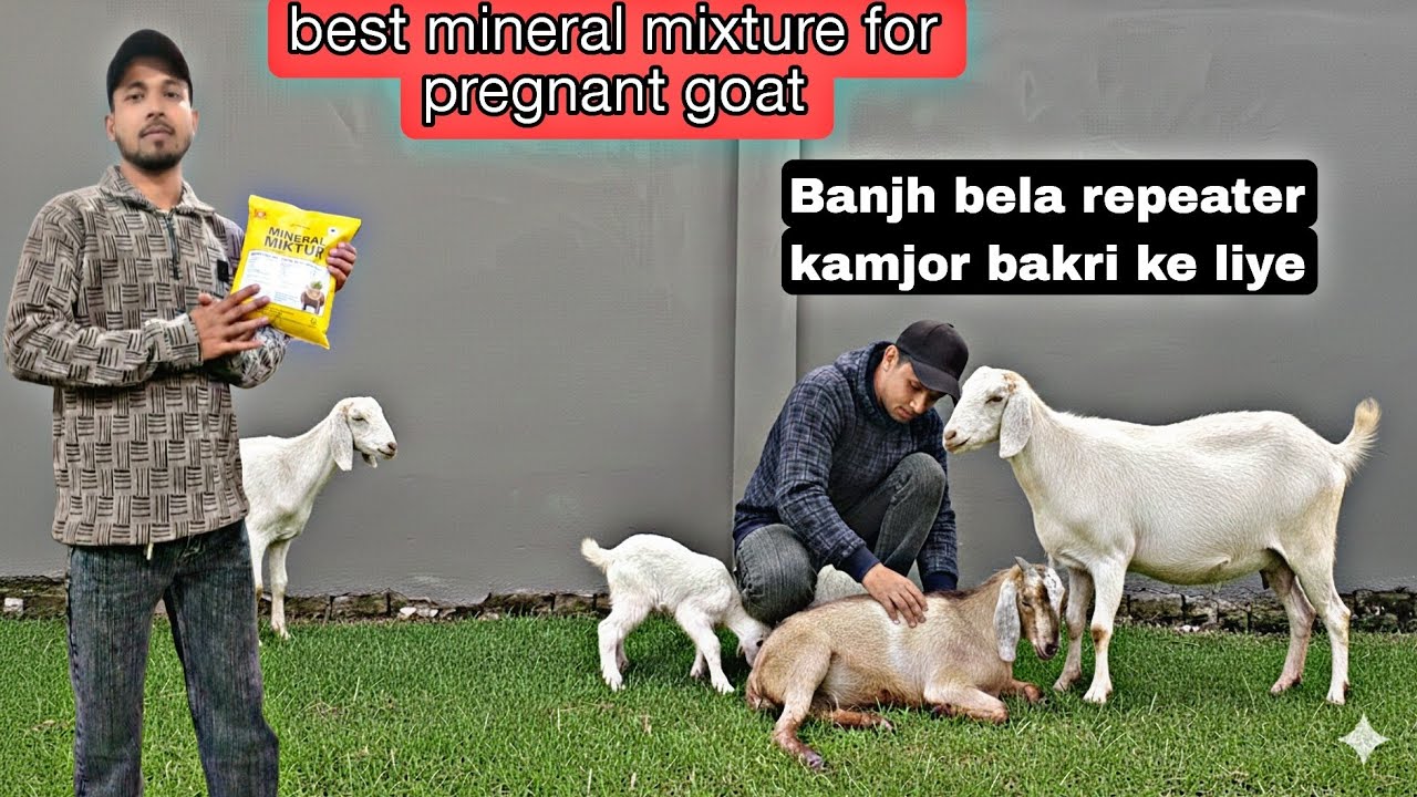 Mineral mixture konsa de || iske kia fayde || banjh bela bakri ka ilaaj | how to use mineral mixture