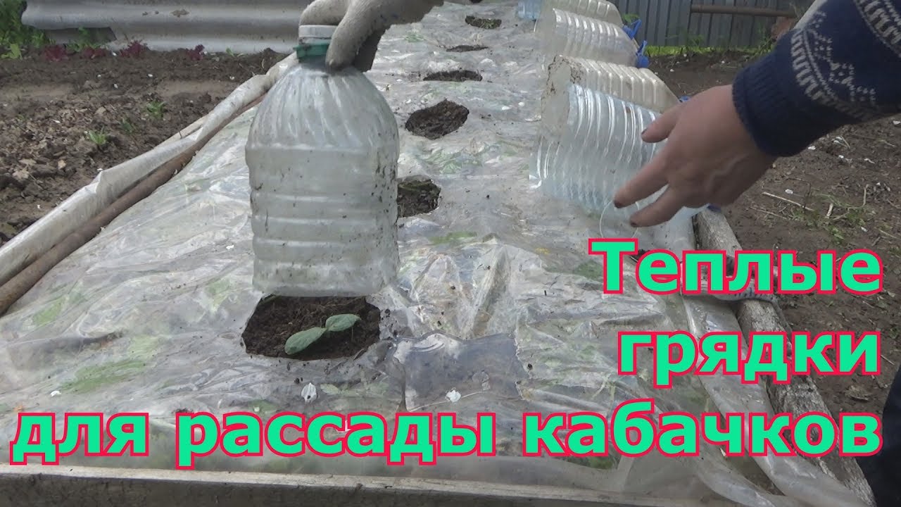 Устройство теплых грядок для рассады кабачков и тыквы для получения отличных урожаев