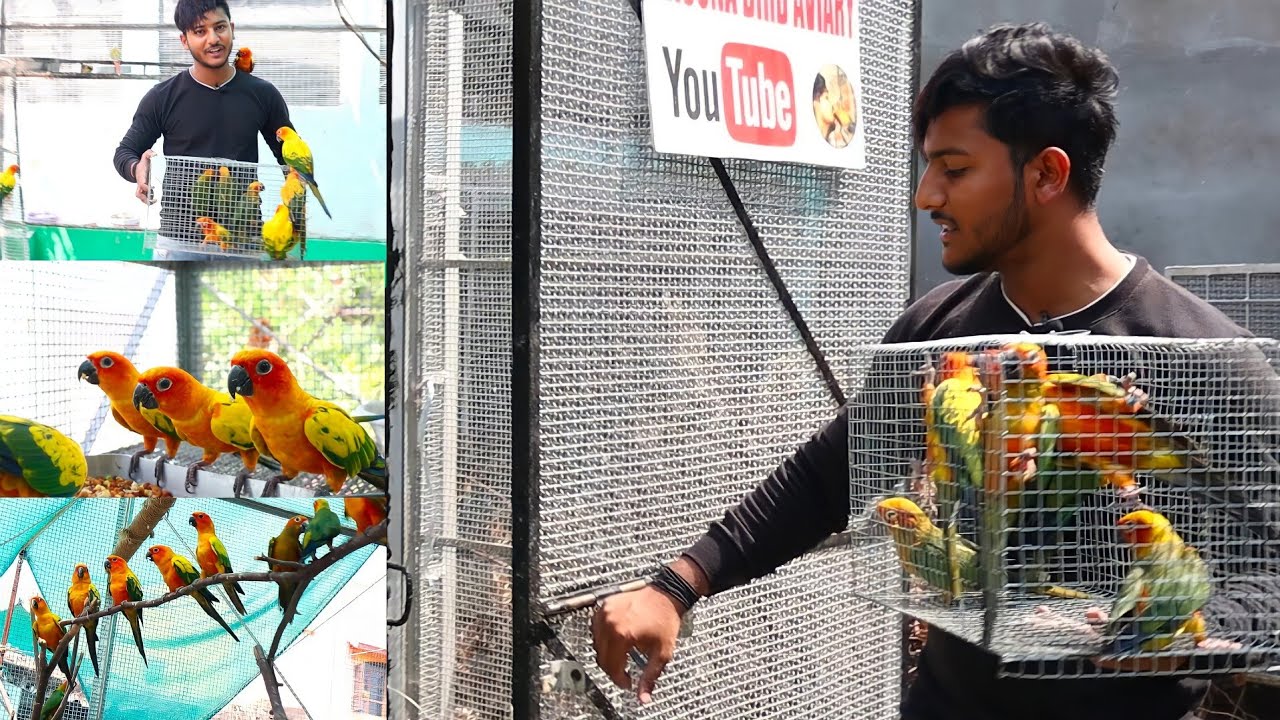 Releasing Double Red Factor Sun Conure In Colourfull Open Bird/Parrot's Aviary. Basona Bird Aviary