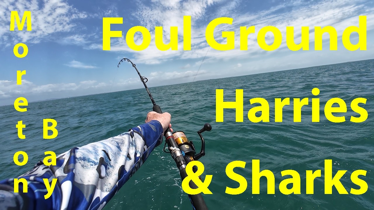 Рыбалка на грязной земле и харри в заливе Мортон — действие живой наживки и хаос акул!