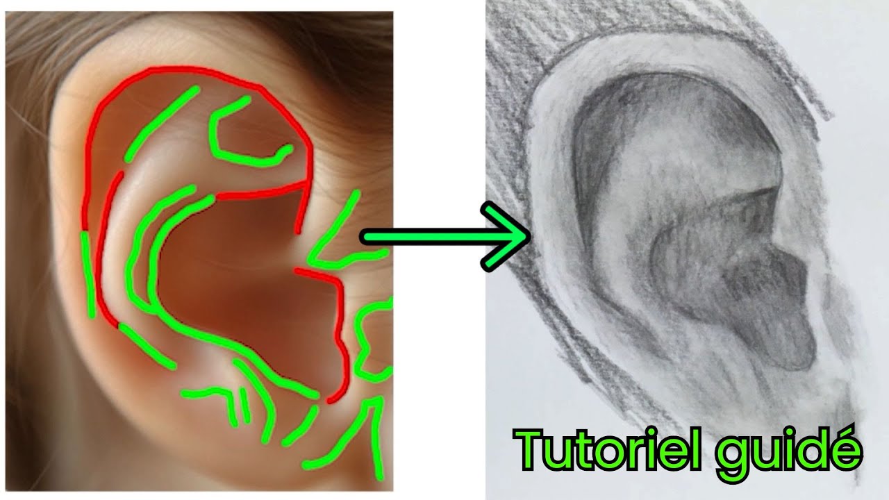 Dessiner une oreille réaliste | Tutoriel pas à pas pour débutants