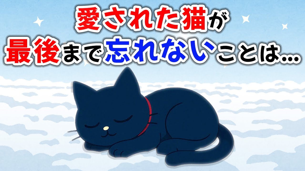 猫が最後まで忘れない心に刻んでいること10選【猫雑学】