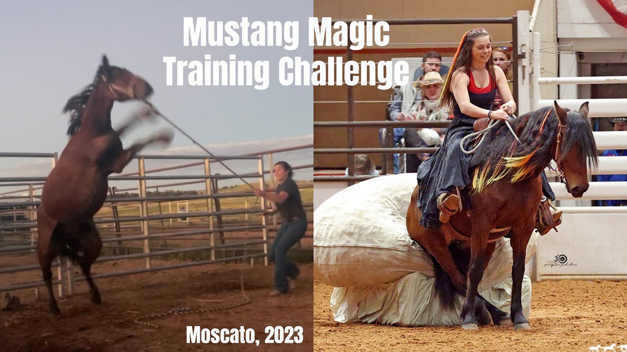 Mustang Magic 2023 (100-дневный тренировочный марафон)