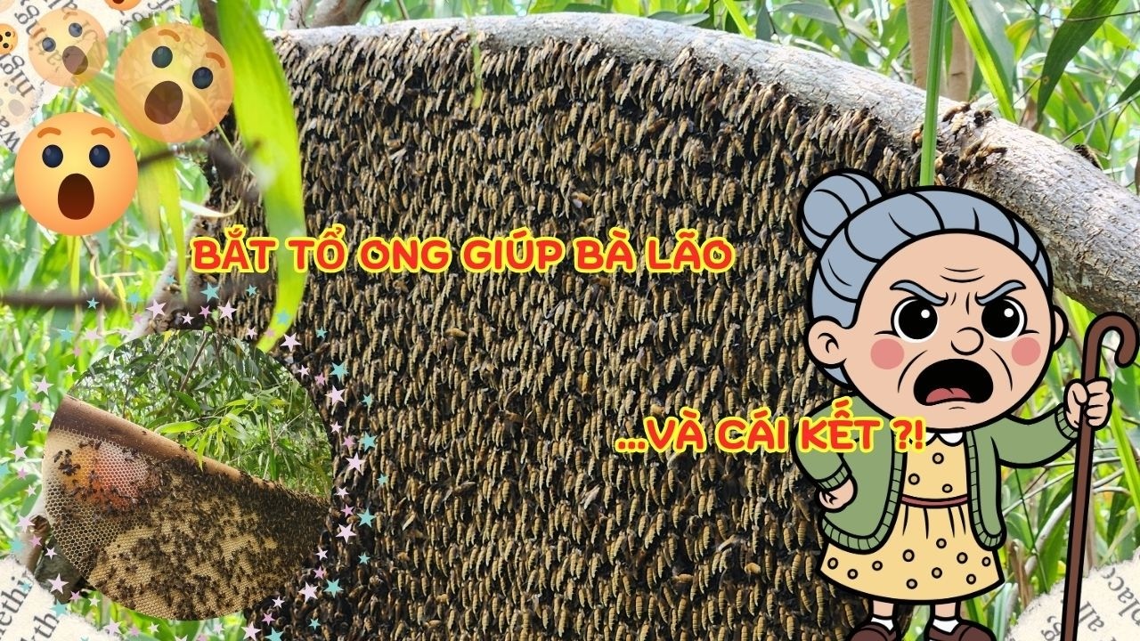 Bắt Tổ Ong Giúp Bà Lão Và Cái Kết?! || Lê Dũng RTMS || Wild Honey