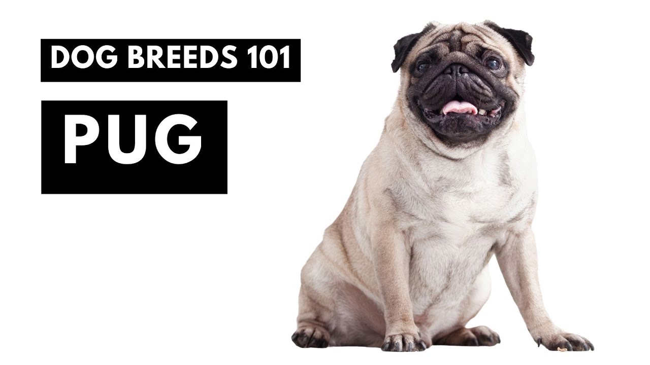 Pug 101: The FACTS You Need to Know!