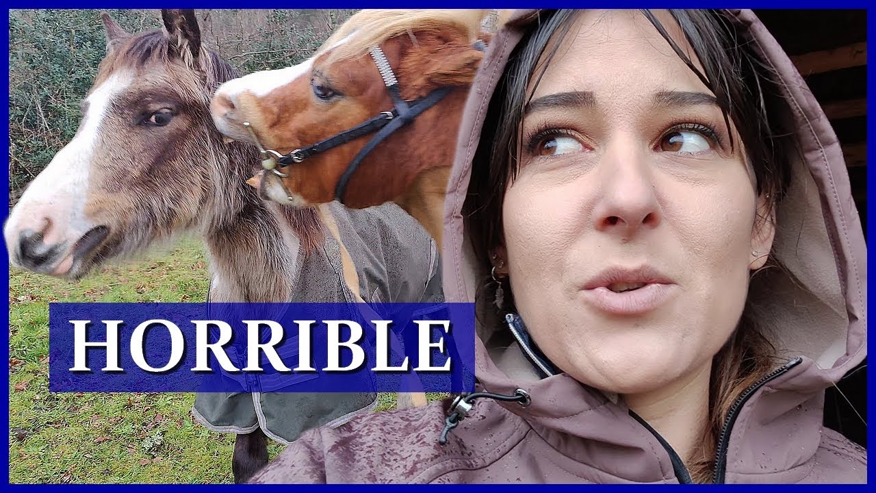 48h HORRIBLES LOIN DES CHEVAUX ! - Je les retrouve avec bonheur