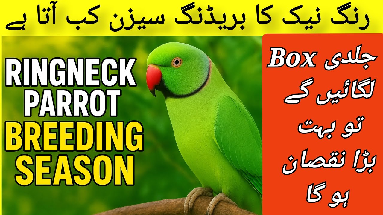 Ringneck Parrots Breeding Season 🦜 | Best Time for Breeding Box