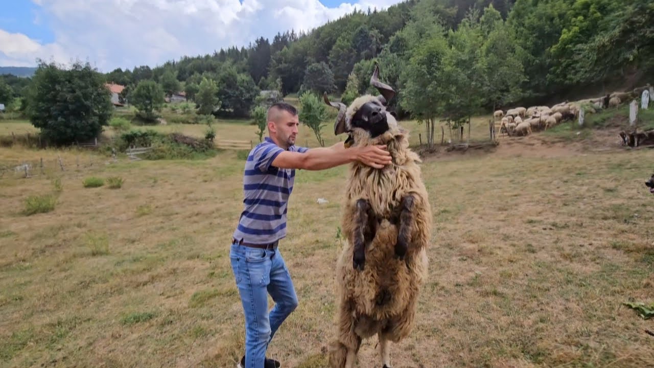 OD STO OVACA NE SAMO DA SE MOZE ZIVJETI NEGO I DOBRO ZARADITI