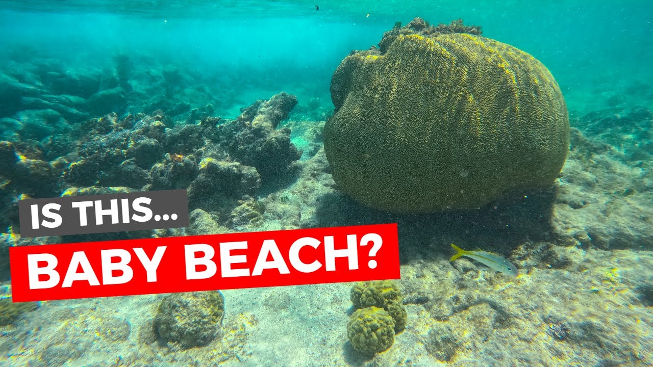 Baby Beach snorkeling that nobody is talking about!