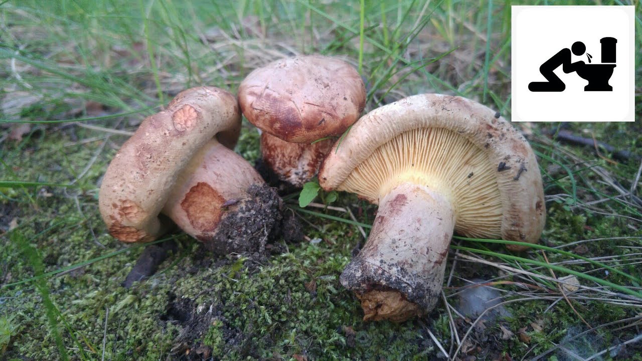 Krowiak podwinięty / Olsz&oacute;wka&nbsp;(Paxillus involutus) Jaworzno 05.06.2017