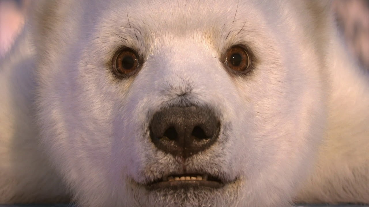 ITV Choice - Dancing On Ice S11 Launch Bear 60s Sat2Feb