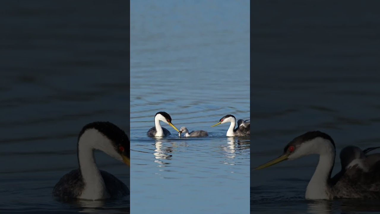 Clark's Grebe chick feeding # #birdwatch #birdslover #clarksgrebe