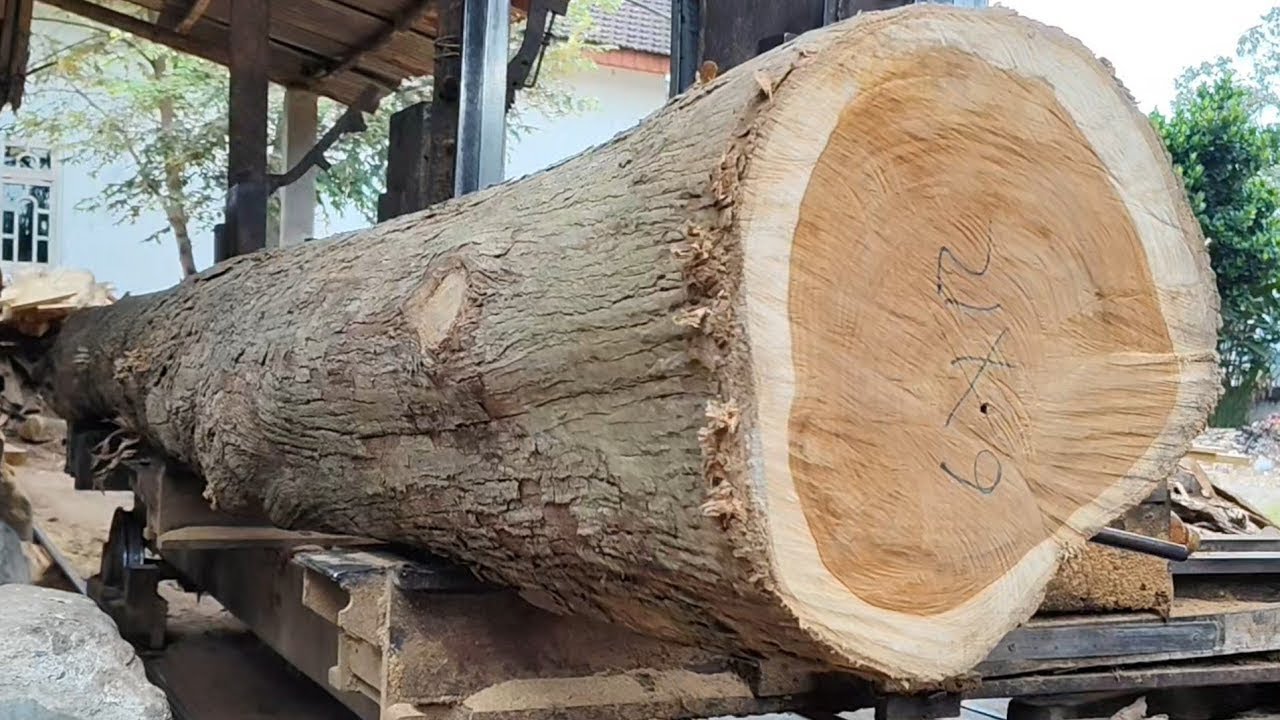 Sawing of long teak wood 