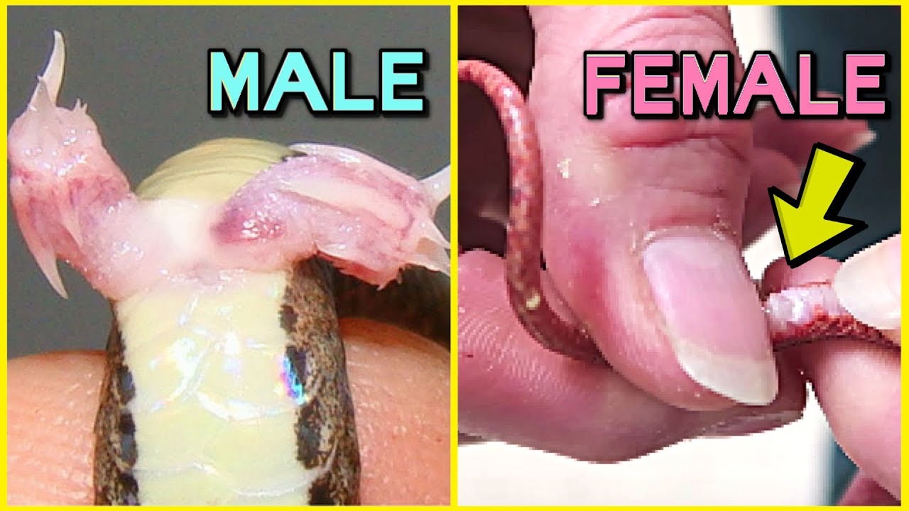 5 WAYS TO TELL IF YOUR SNAKE IS A BOY OR GIRL! | BRIAN BARCZYK