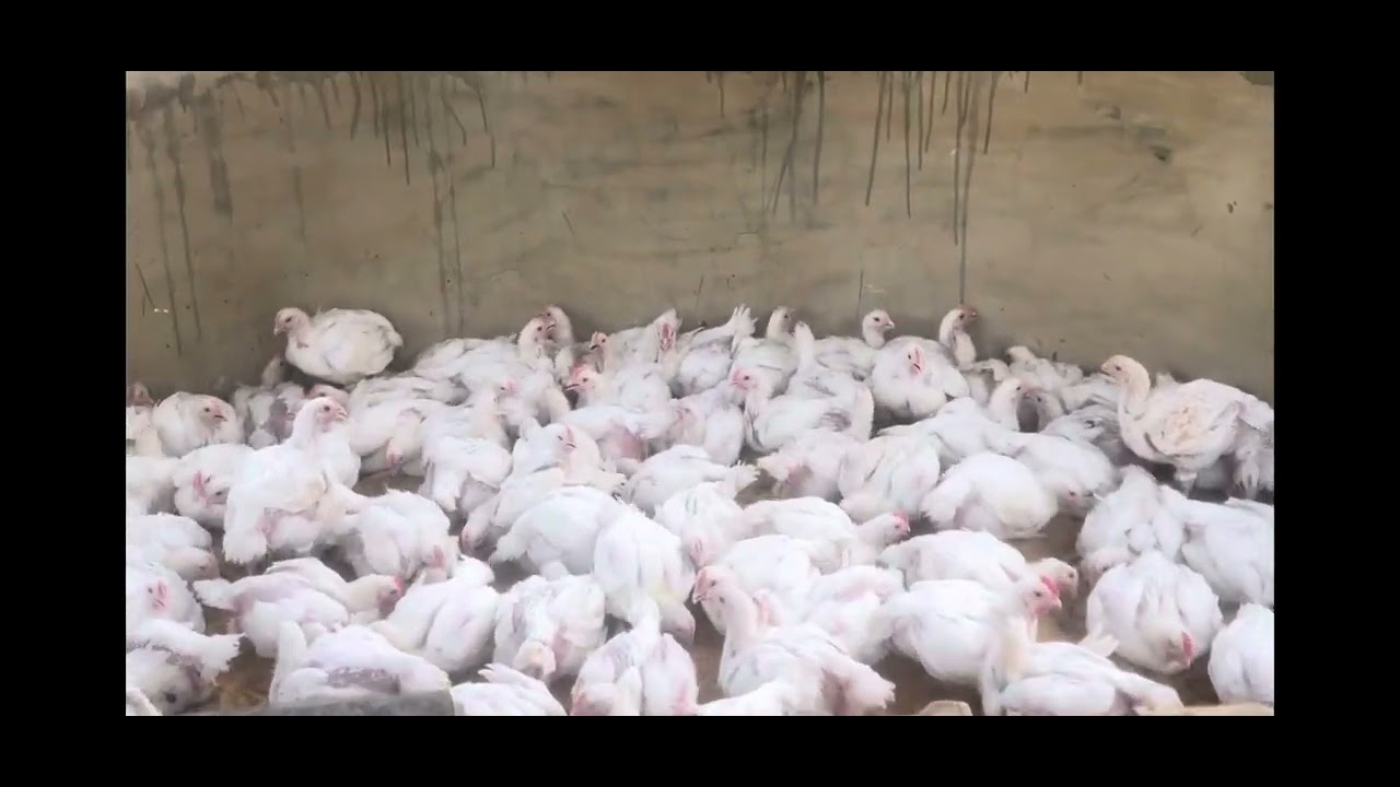 Days 29&ndash;32: Preparing for Harvest &mdash; The Final Steps of Our Broiler Chicken Journey